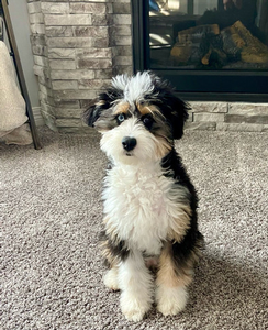 F1 Mini Aussiedoodle Bentley of Star & Goose